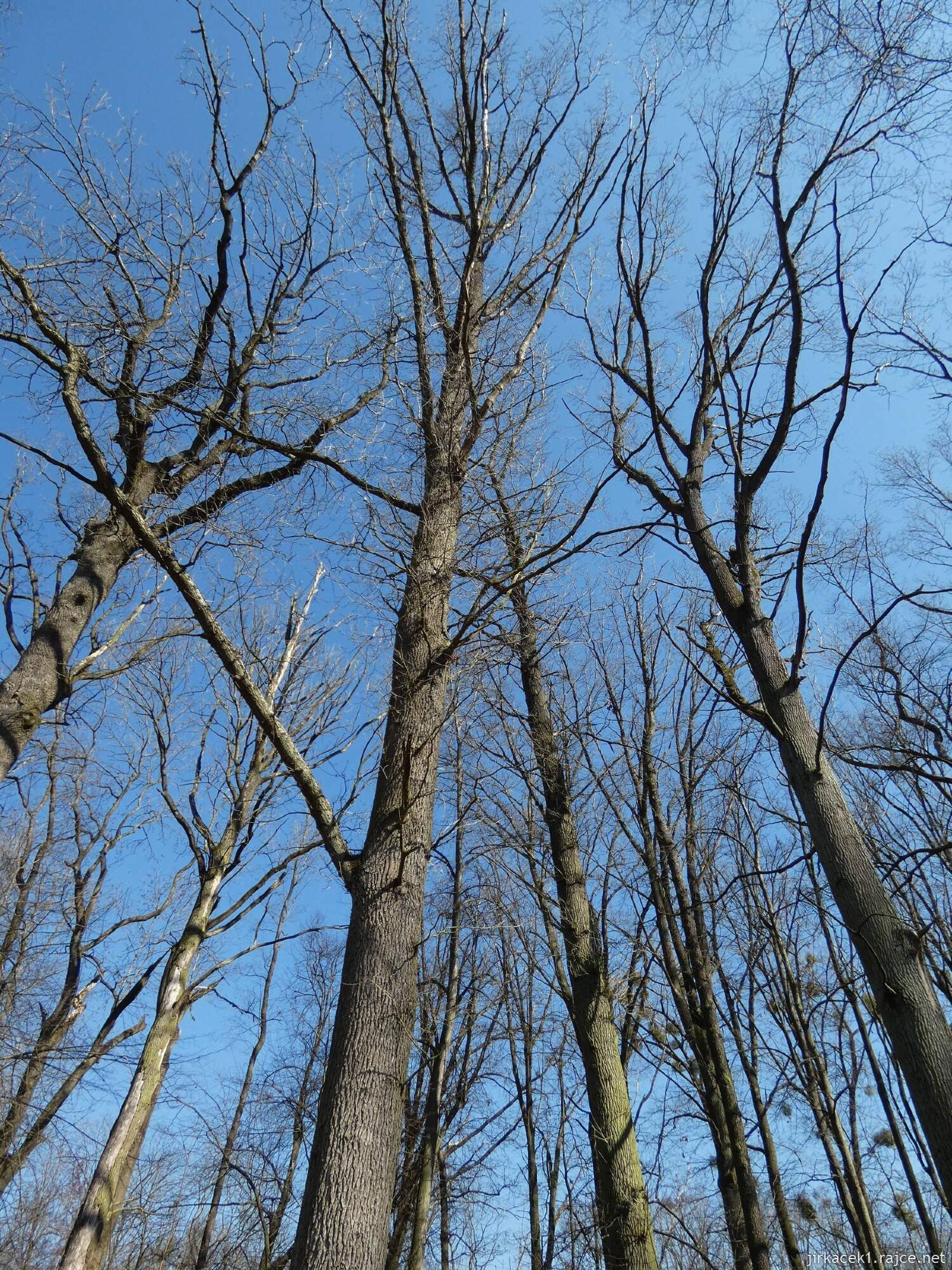 E - Grygov - Přírodní rezervace Království 009