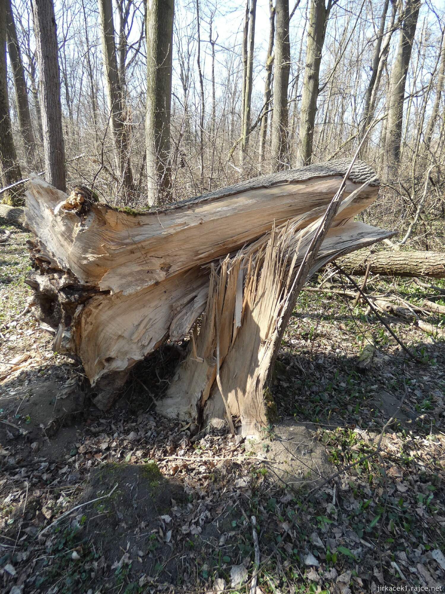 E - Grygov - Přírodní rezervace Království 010