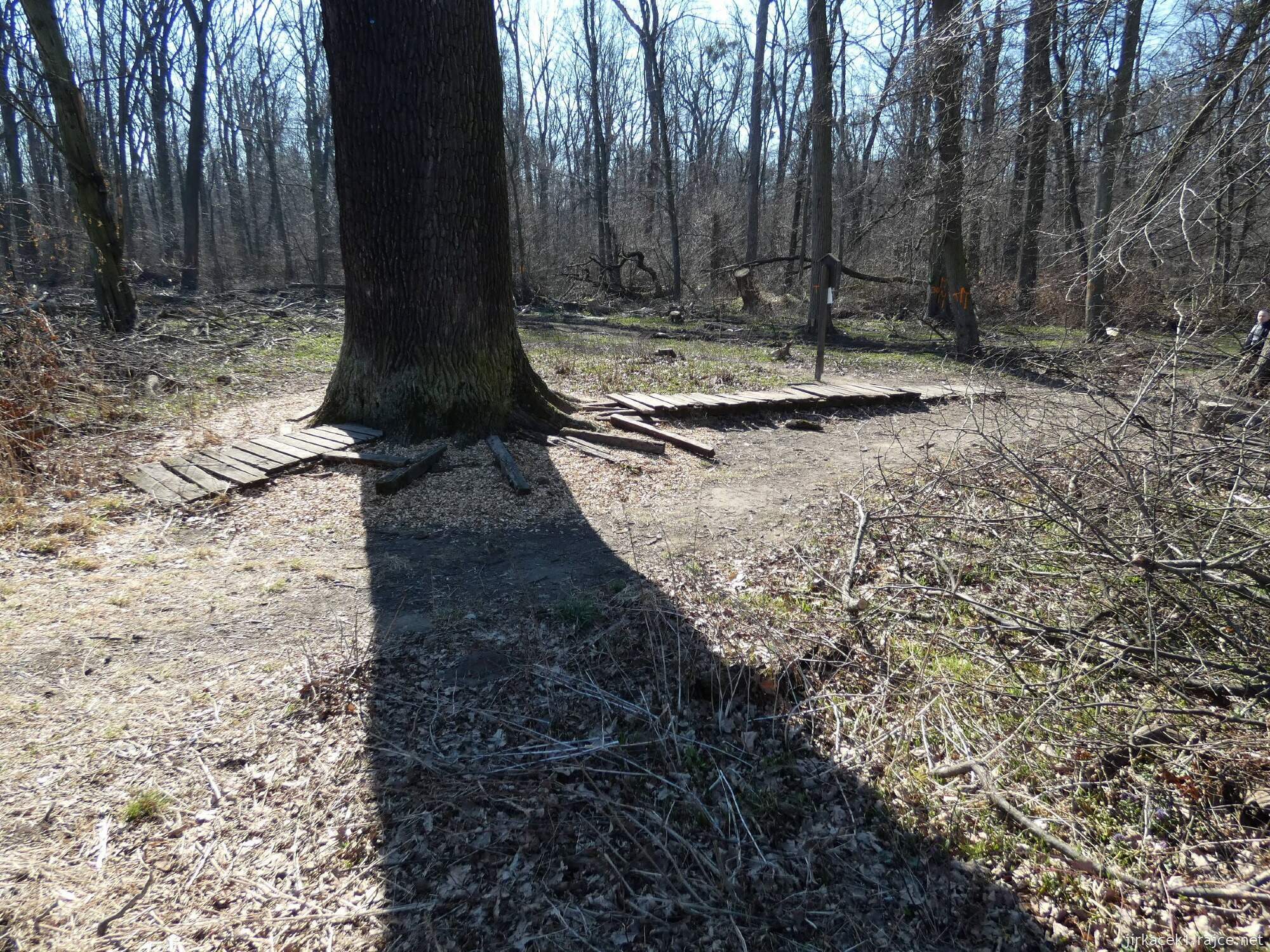 E - Grygov - Přírodní rezervace Království 025 - Dub Král