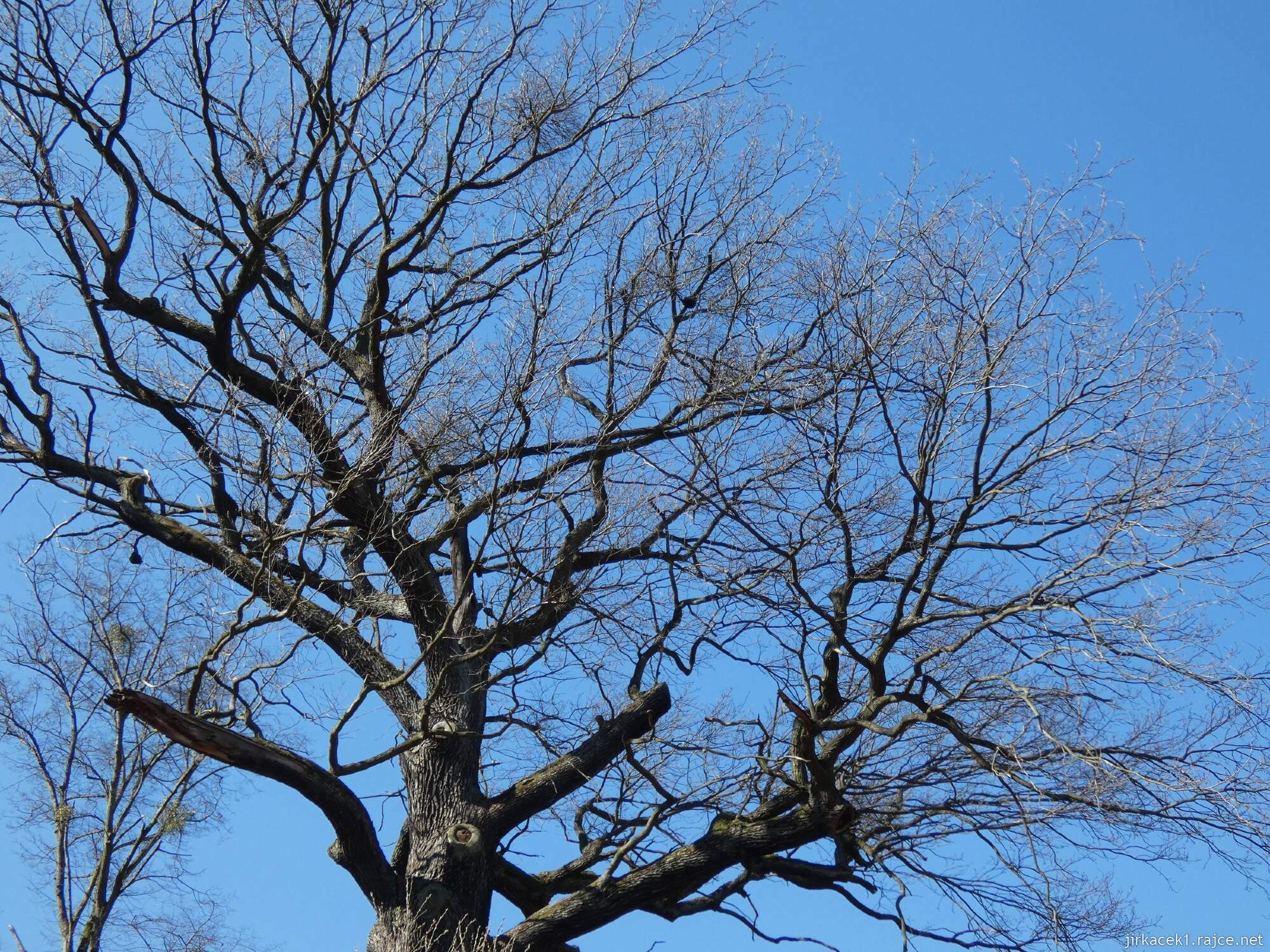 E - Grygov - Přírodní rezervace Království 028 - Dub Král