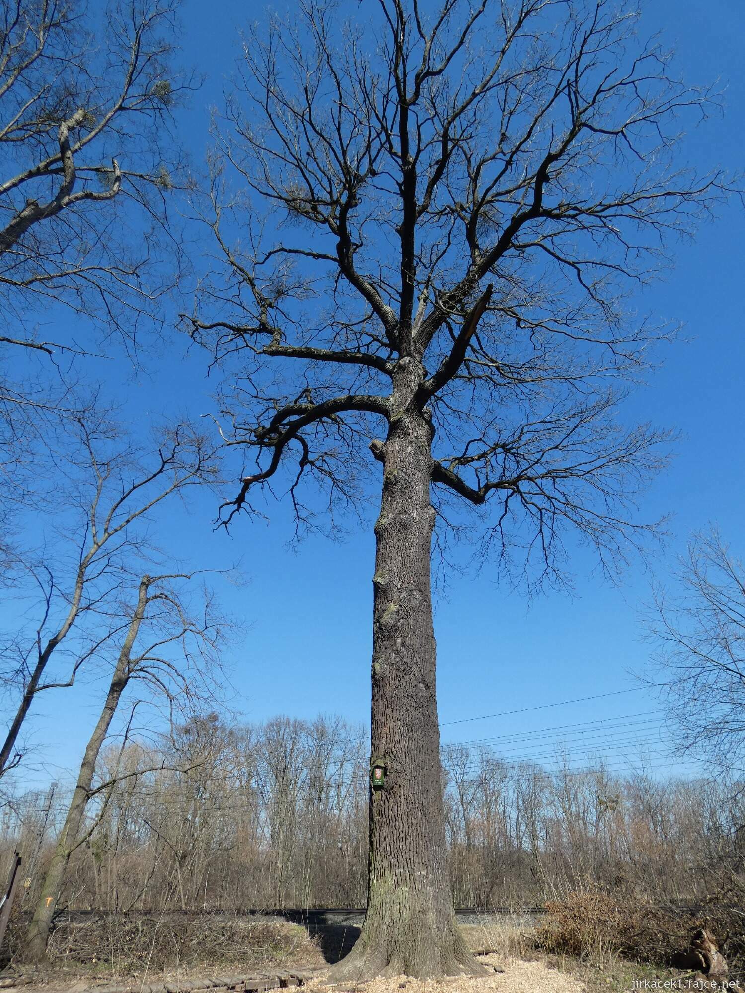 E - Grygov - Přírodní rezervace Království 035 - Dub Král