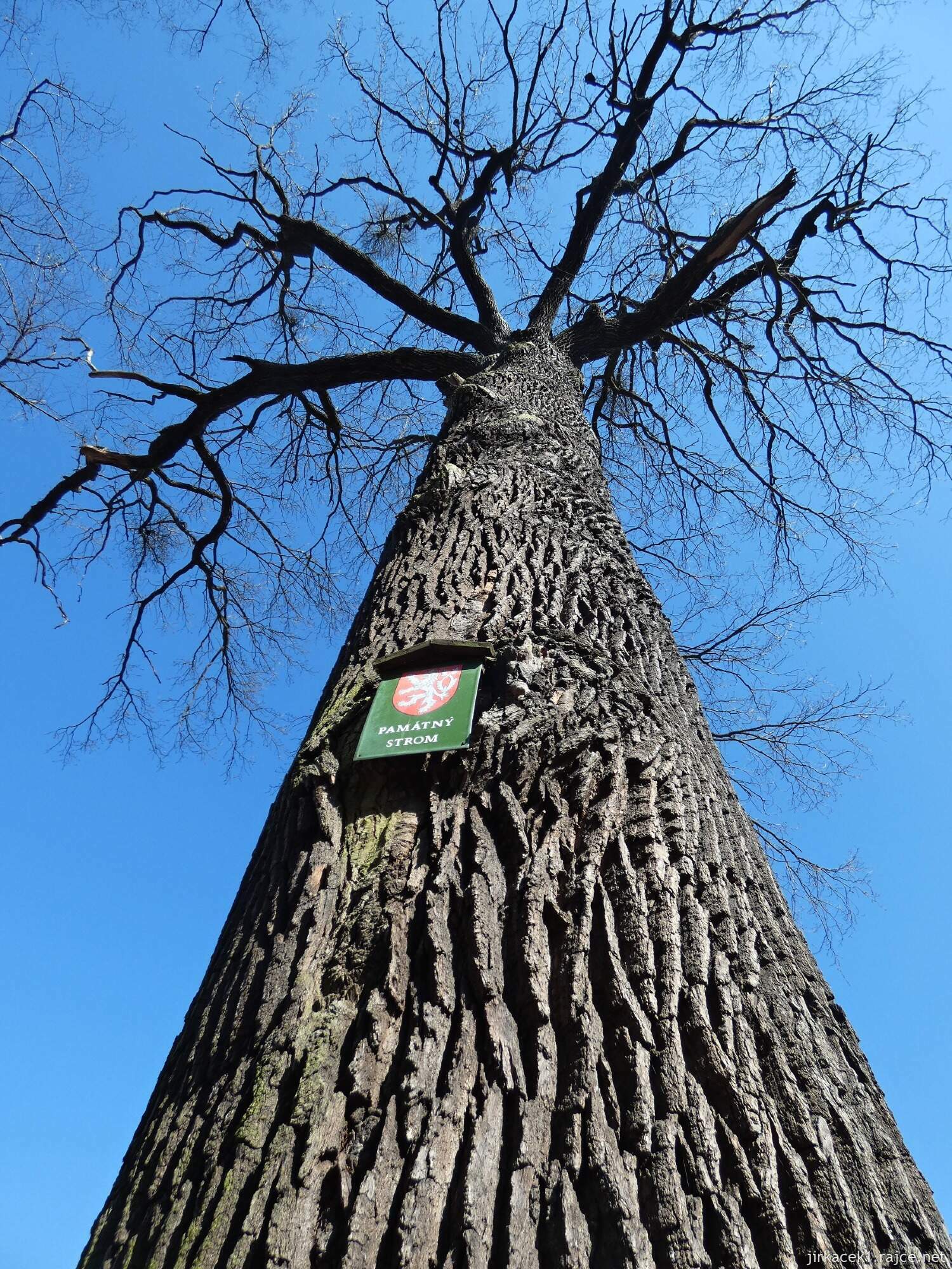 E - Grygov - Přírodní rezervace Království 036 - Dub Král