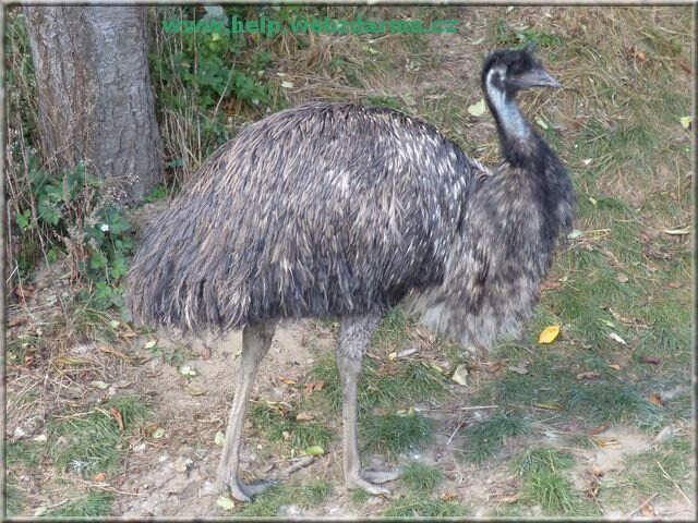 emu