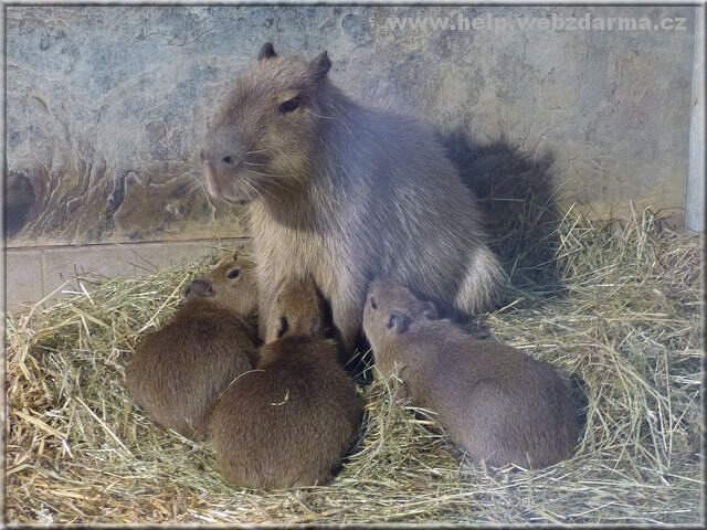 kapybara