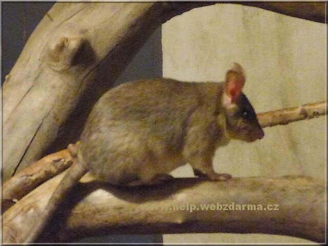 skrecok
