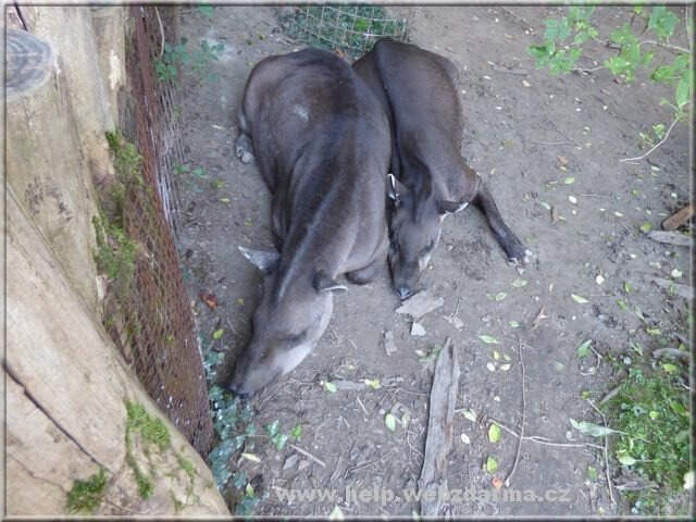 tapir