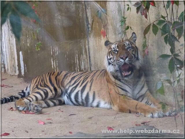 tiger