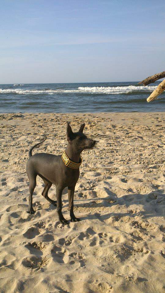 Rajce idnes cz naked beach Elvira - HA girl :: Vrh/litter E Sangre de Huando - Peruánský naháč, PSPP