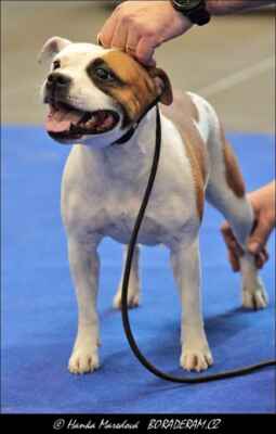 Runningbull Era Liberty(Rimorostaffs Dutch Pride X Roughnecks Rule Britannia) - Feny - třída otevřená - V2, res. CAC