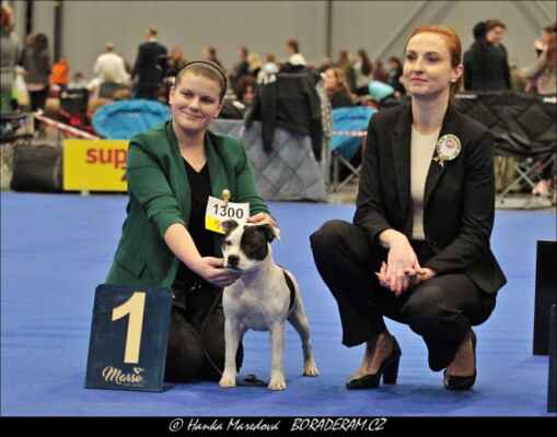 King Of The Ring Moravia Lord (Bullkeinol Chucky Doll X Dream Comes True Moravia Lord) - Psi - třída dorostu - VN1