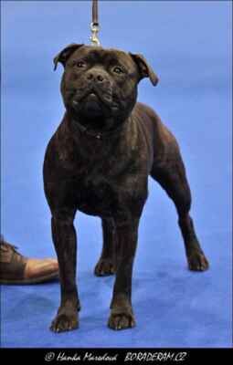Baron Joyden (High Level of Ambassador Sun X Kill Joy Domidar Dogs) - Psi - třída mladých - V
