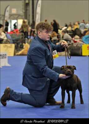 Baron Joyden (High Level of Ambassador Sun X Kill Joy Domidar Dogs) - Psi - třída mladých - V