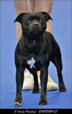 Betty Kenoa First Turn Black(Adebayor of Black Seals X Andromeda Dowinastaff) - Feny - mezitřída - V