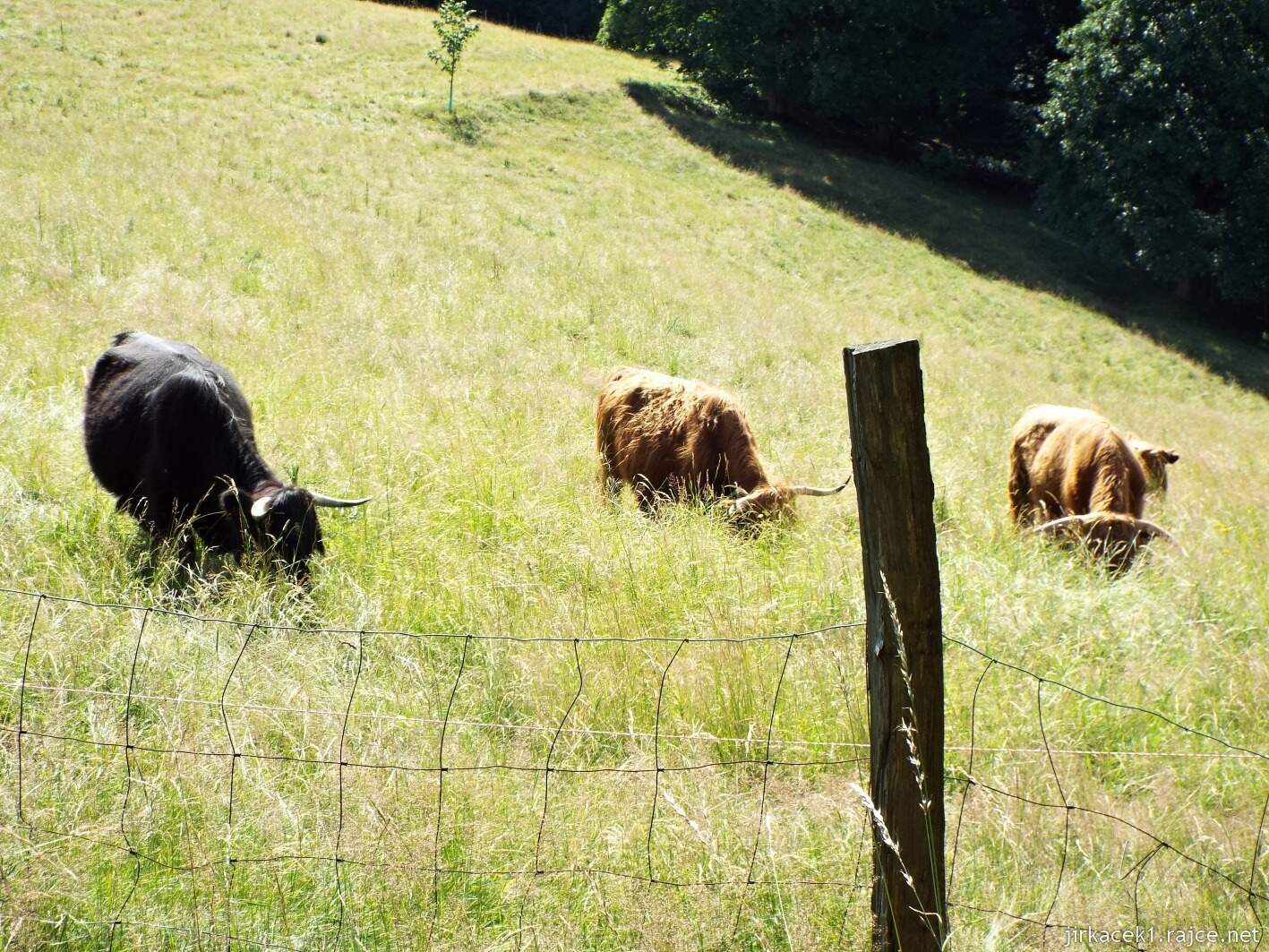 029 - cesta na Javorníček 35 - po žluté lesem na Javorníček