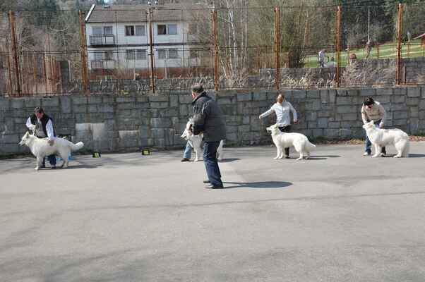 Ahepjuk Whiteline Czech (vítěz SV pes), Nikita Taien (nejlepší mladý), Ginna la Blankpapilio (vítěz SV fena) a Forget Julie Elbigi (nejlepší veterán) - O titul BOB