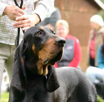 Black and tan Coonhound
Arven Yellow Queen (Windbourne Cowboy Up x Jazzman When the Deamin's Done)
CAJC